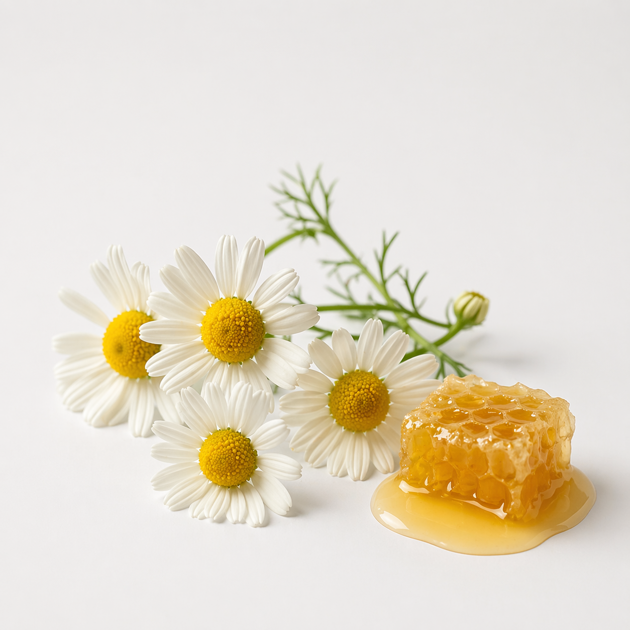 CAMOMILLE CLASSIQUE