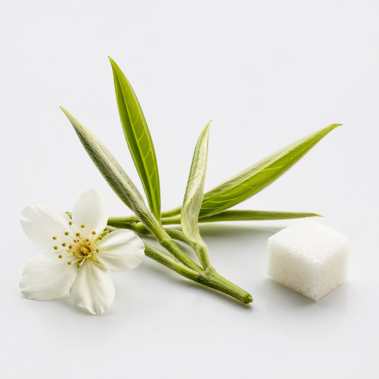 VIETNAM MAO FENG – thé blanc